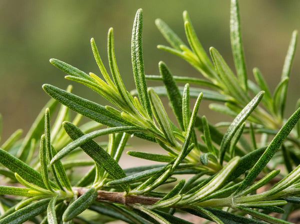 Rosmarinblattextrakt