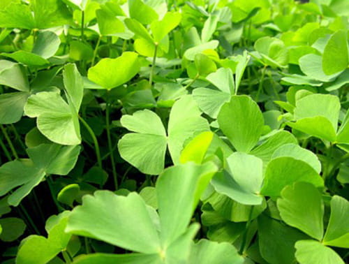 Centella